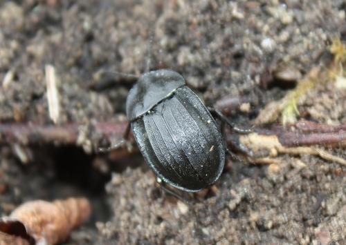 Phosphuga atrata